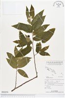 西印度櫻桃藏品圖，第1張