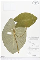 登錄號:BS02079藏品圖，第1張