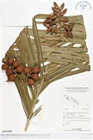 登錄號:BS02080藏品圖，第1張