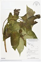 登錄號:BS02082藏品圖，第1張