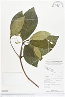 登錄號:BS02083藏品圖，第1張