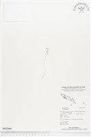 登錄號:BS02085藏品圖，第1張