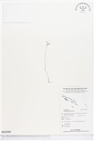 蘭嶼霉草藏品圖，第1張