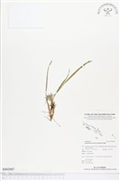 登錄號:BS02087藏品圖，第1張