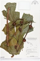 登錄號:BS02090藏品圖，第1張