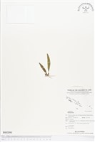 登錄號:BS02091藏品圖，第1張