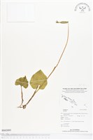 登錄號:BS02093藏品圖，第1張