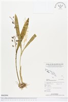 長腳羊耳蒜、長耳蘭藏品圖，第1張