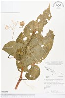 登錄號:BS02095藏品圖，第1張