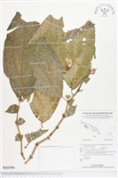 登錄號:BS02096藏品圖，第1張