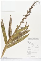 登錄號:BS02098藏品圖，第1張