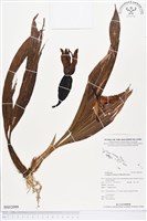 登錄號:BS02099藏品圖，第1張