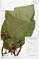 登錄號:BS02100藏品圖，第1張