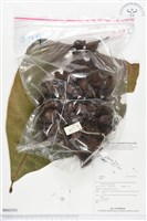 登錄號:BS02101藏品圖，第1張
