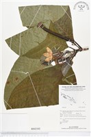 登錄號:BS02102藏品圖，第1張