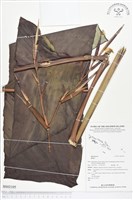 登錄號:BS02105藏品圖，第1張