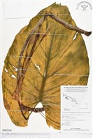 登錄號:BS02106藏品圖，第1張