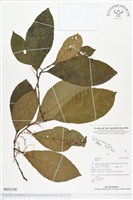 登錄號:BS02108藏品圖，第1張