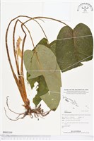 登錄號:BS02109藏品圖，第1張