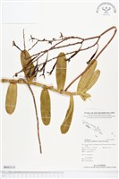 登錄號:BS02111藏品圖，第1張