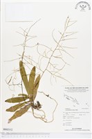 登錄號:BS02112藏品圖，第1張