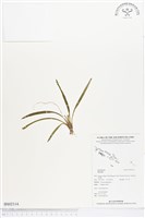 登錄號:BS02114藏品圖，第1張