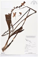 紫苞舌蘭、紫蘭藏品圖，第1張