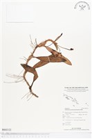 登錄號:BS02122藏品圖，第1張