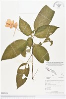 登錄號:BS02124藏品圖，第1張