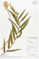 登錄號:BS02125藏品圖，第1張