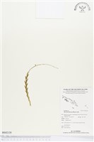 登錄號:BS02128藏品圖，第1張