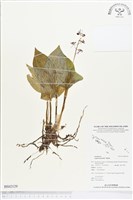 登錄號:BS02129藏品圖，第1張