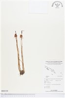 登錄號:BS02130藏品圖，第1張