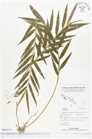 登錄號:BS02131藏品圖，第1張