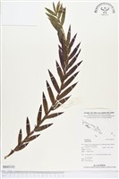 登錄號:BS02133藏品圖，第1張