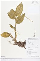 登錄號:BS02137藏品圖，第1張