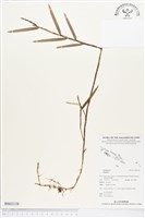 登錄號:BS02138藏品圖，第1張