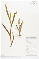 登錄號:BS02140藏品圖，第1張