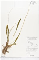 登錄號:BS02141藏品圖，第1張