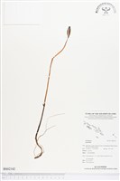 登錄號:BS02142藏品圖，第1張