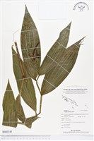 登錄號:BS02143藏品圖，第1張