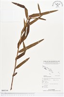 登錄號:BS02144藏品圖，第1張