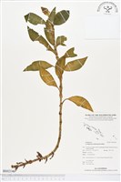 登錄號:BS02146藏品圖，第1張