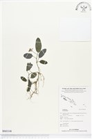 登錄號:BS02148藏品圖，第1張