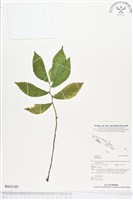 登錄號:BS02149藏品圖，第1張