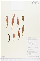 登錄號:BS02150藏品圖，第1張