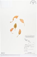 綠花斑葉蘭、鳥喙斑葉蘭藏品圖，第1張