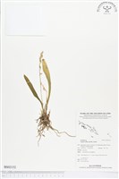 登錄號:BS02152藏品圖，第1張