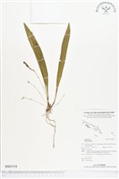 登錄號:BS02154藏品圖，第1張