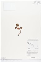 登錄號:BS02155藏品圖，第1張